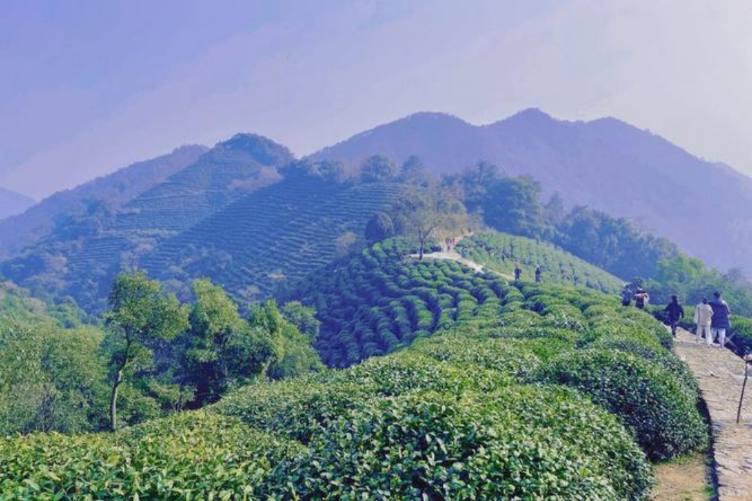 1 Day Hangzhou Tea Culture Tour